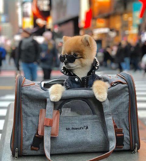 Travel in Style and Safety